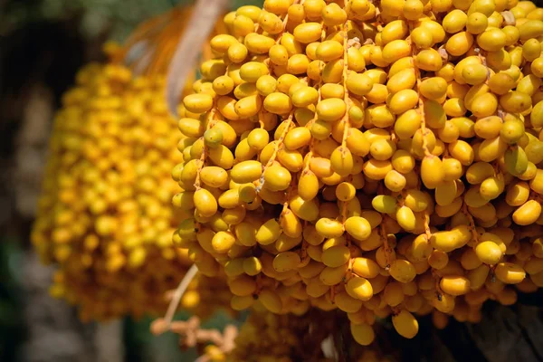 Close Ripe Dates Hanging Palm Phoenix Dactylifera Photo Taken South — Stock Photo, Image