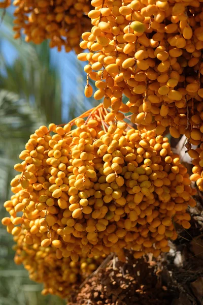 Close Date Palm Phoenix Dactylifera Photo Taken South Spain — Stock Photo, Image