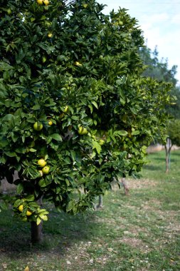 Olgunlaşmış narenciye meyve çiçek açan ağaçta, İspanya
