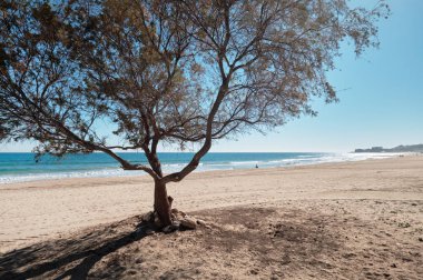 Büyük ağaç La Mata sahilde