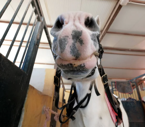 Close up muzzle of white horse — Stock Photo, Image