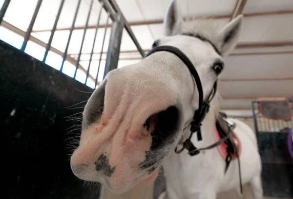 Close up muzzle of white horse — Stock Photo, Image