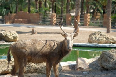 Kamera açık havada duran seyir geyik