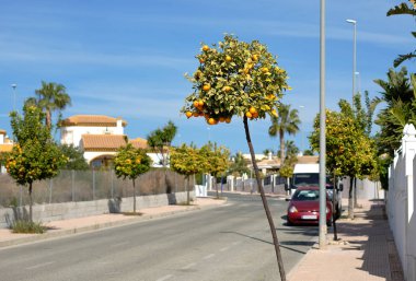 Torrevieja, İspanya'nın mandalina ağaçları ile boş sokak