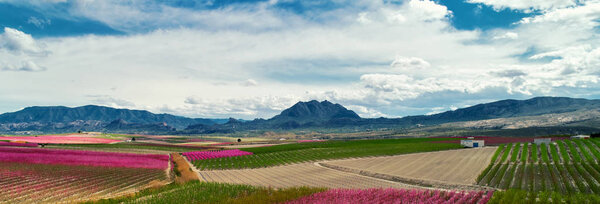 Cropped image horizontal view orchards in bloom. Spain