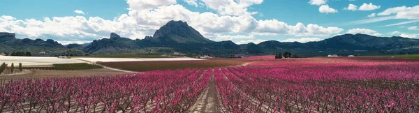 Przycięty obraz panoramiczny kwitnących drzew owocowych w Cieza, Hiszpania — Zdjęcie stockowe