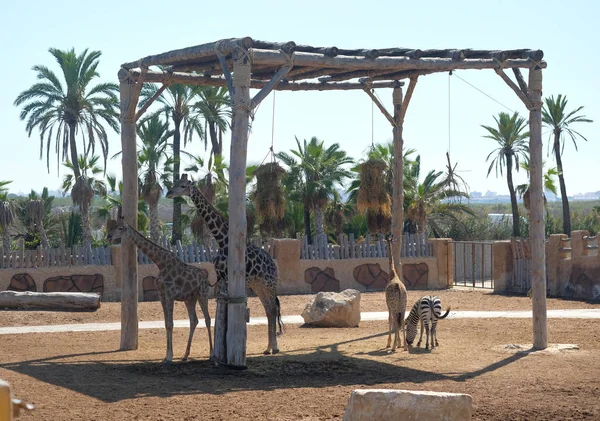 Rodina žirafa a zebra v safari parku — Stock fotografie