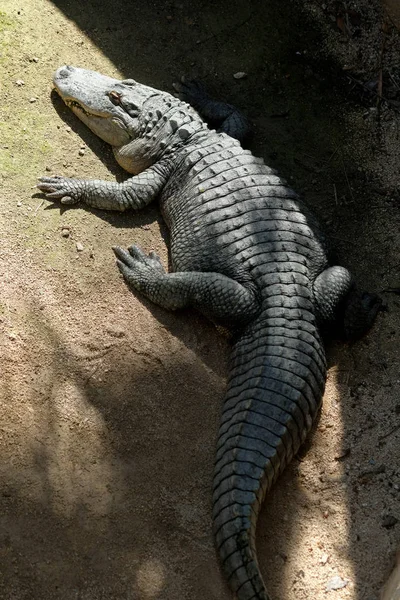 Imagem vertical de crocodilo adulto enorme — Fotografia de Stock