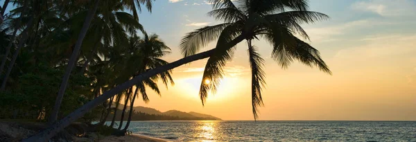 Palmboom op het strand — Stockfoto