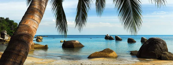 Widok z drzewa palmowego pochylony nad piaszczystą kamienistą plażą — Zdjęcie stockowe