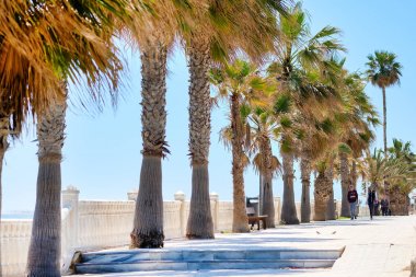 Alicante ilinde Sahil promenade Pilar de la Horadada İspanyol kasabası. Akdeniz'e yakın geçit boyunca yemyeşil palmiye ağaçları. Costa Blanca, İspanya