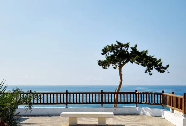 Paysage idyllique arbre tropical solitaire sur fond bleu horizon mer Méditerranée, lieu clôturé avec banc blanc, Cabo Roig — Photo