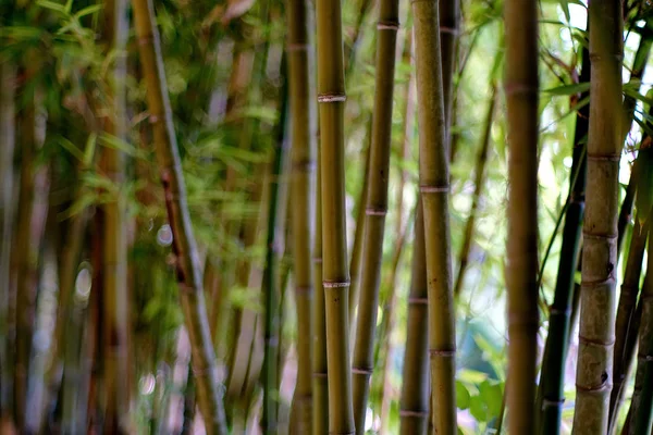 Bambusový Les, přirozené plné pozadí rámu, denní světlo — Stock fotografie