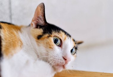 Zencefil siyah kedi beyaz namlu kadar yakın 