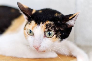 Zencefil siyah kedi beyaz namlu kadar yakın 