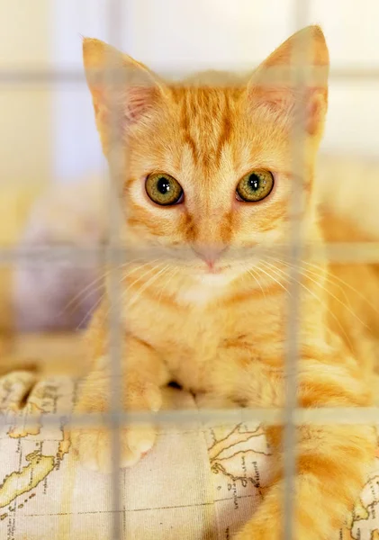 Ginger cat in a cage behind jail inside of animal shelter — Stock Photo, Image