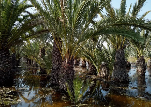 Πλημμυρισμένοι κήποι φοινικόδεντρων gota fria cold drop Σεπτέμβριος 2019 — Φωτογραφία Αρχείου