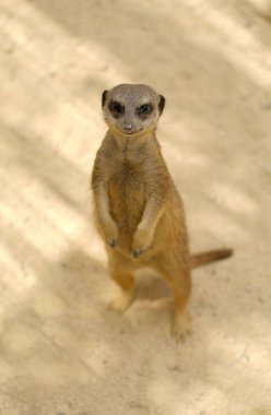 Mirket arka ayakları üzerinde kameraya bakıyor, safari parkında yalnız yaşayan vahşi hayvanlar İspanya 'da çekilmiş.