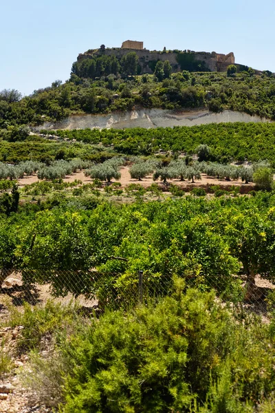 青い空の景色 博物館の内側の丘の中腹に位置するモンテサ城 オリーブの木と農業分野 モンテサはスペインのバレンシアのコステラの昏睡状態にある自治体です — ストック写真
