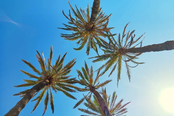一排排的棕榈树从下往上看 在蓝天的映衬下 热带异国树种的自然背景 阳光明媚 天气炎热 旅游及度假的概念 夏季收藏 西班牙 — 图库照片