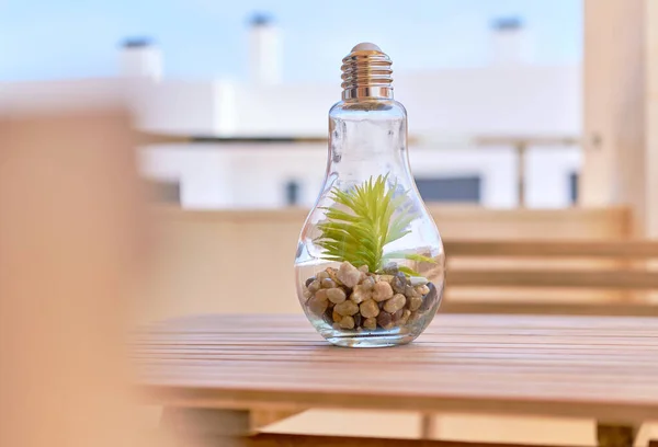 Transparent Glödlampa Glasvas Med Grön Växt Och Hög Med Små — Stockfoto