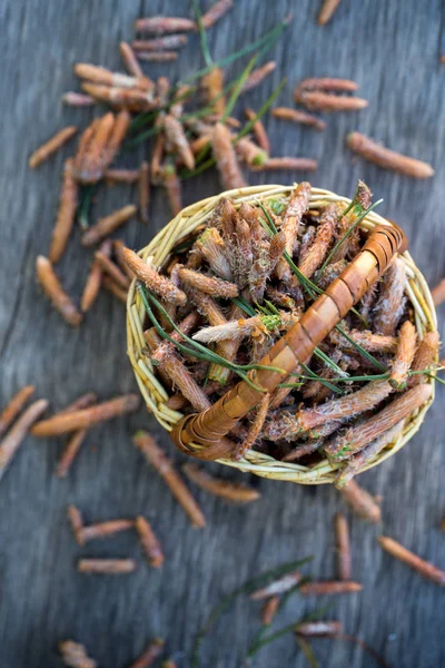 Brotes de pino en una canasta. vista superior — Foto de Stock