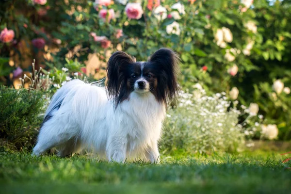 庭の犬 — ストック写真