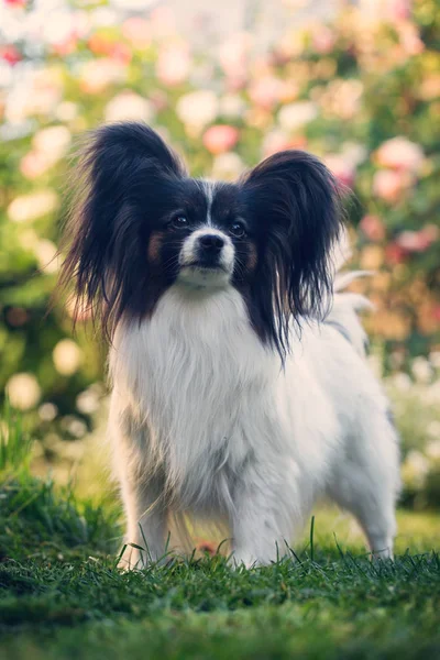 Hogar mascota, perro en el jardín — Foto de Stock
