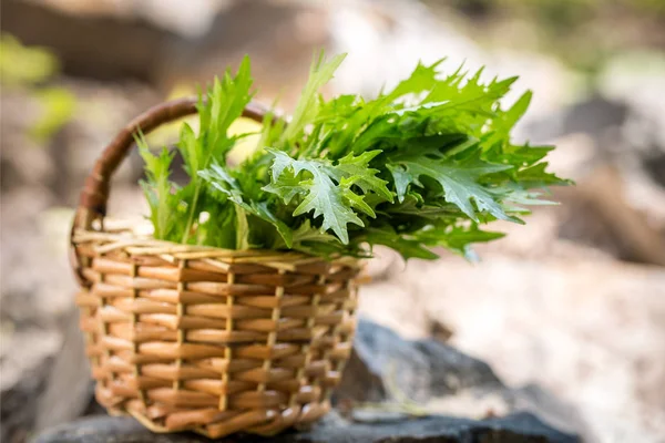 Frische Salatsenfblätter im Korb — Stockfoto