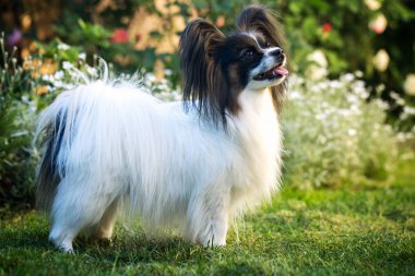 Köpek arka planını çiçekler üzerinde