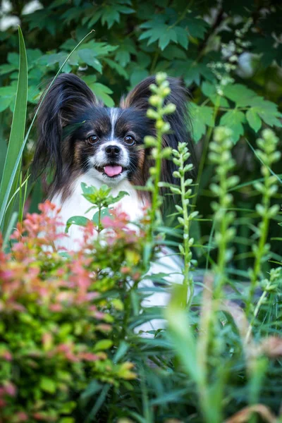 Çalıların arasında köpek — Stok fotoğraf