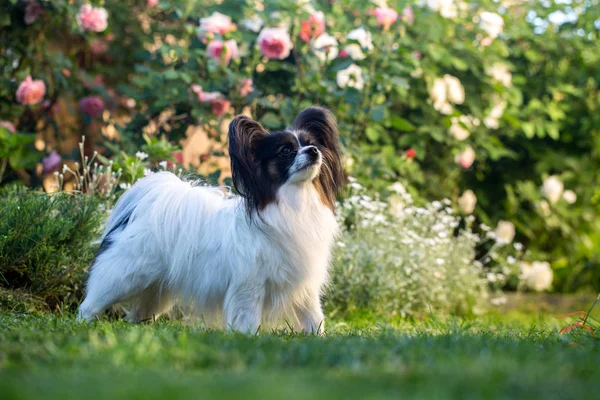 Bir çiçek bahçesi içinde a köpek — Stok fotoğraf