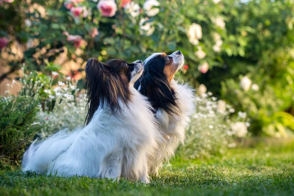 Dos perros en un jardín de rosas — Foto de Stock