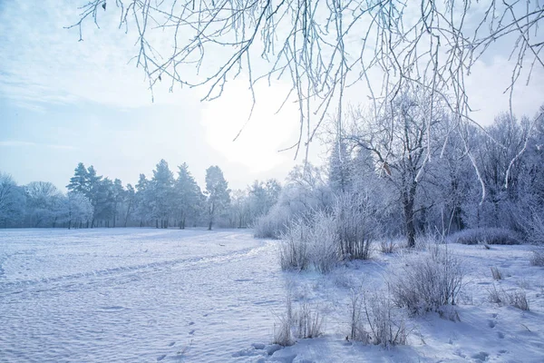 Claro cubierto de nieve en invierno — Foto de Stock
