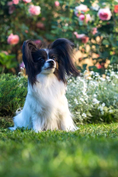 花园里草坪上的沉思小狗 — 图库照片