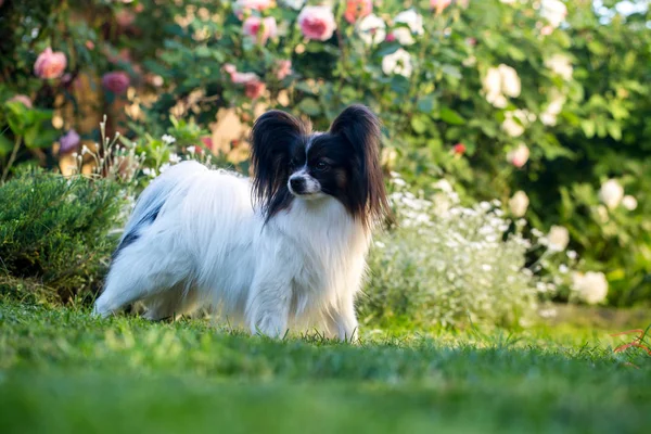 Un perro en un jardín de rosas —  Fotos de Stock