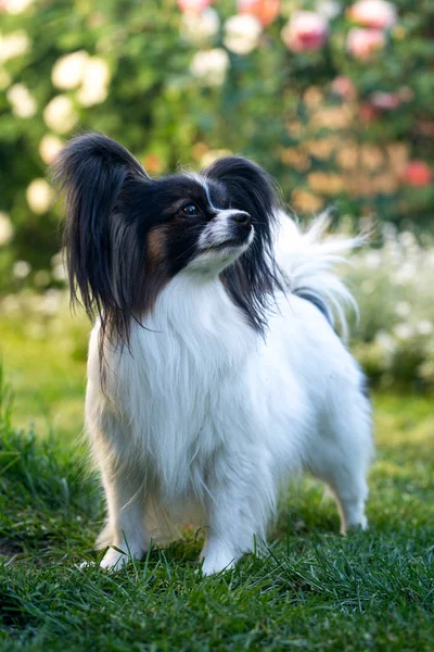 아름 다운 작은 강아지 — 스톡 사진