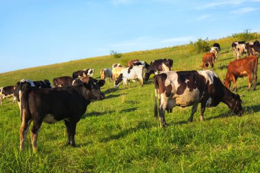 Çayırdaki inekler