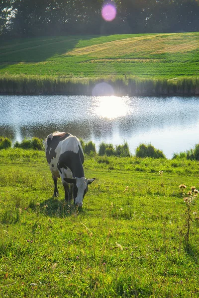 Eine Kuh am Fluss — Stockfoto