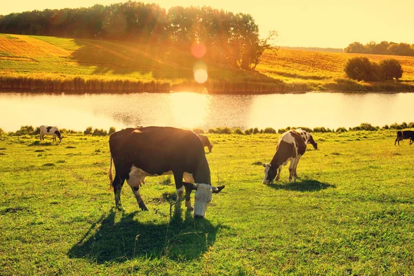 Cows by the river in the rays of sunset — Stock Photo, Image