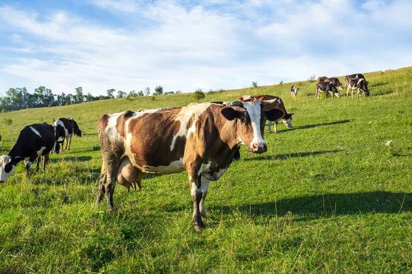 Cows in the pasture — Stock Photo, Image