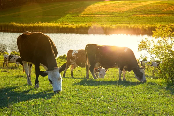 Herd in the rays of the passing sun — Stock Photo, Image