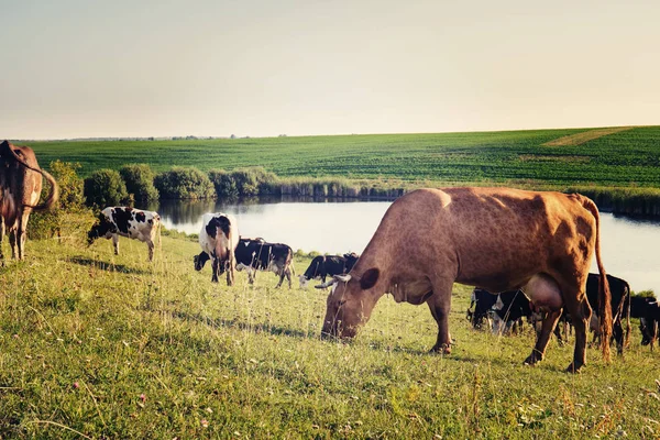 Beautiful cow in the herd — Stock Photo, Image