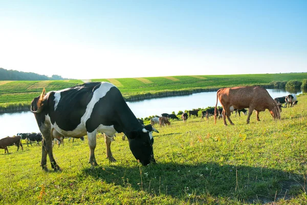 Cows on the slope — Stock Photo, Image