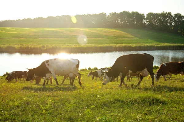 A herd of cows by the river — Stock Photo, Image