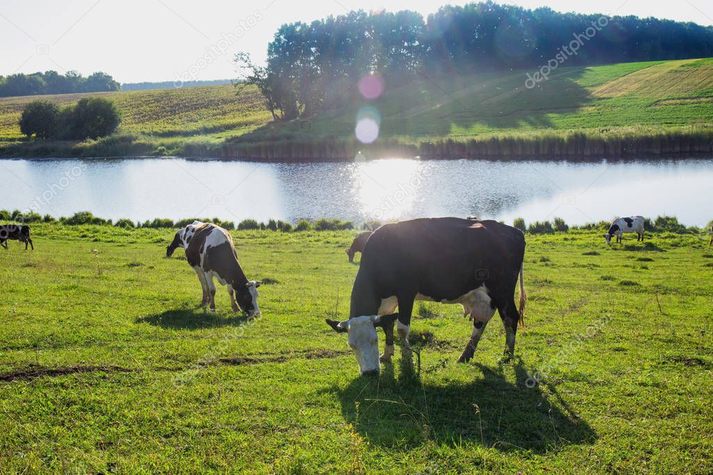 A cow by the river in the rays of sunlight