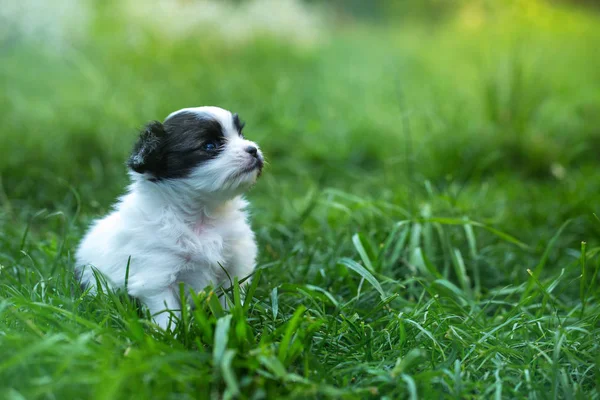 Malé modelky štěně Papillon v trávě — Stock fotografie