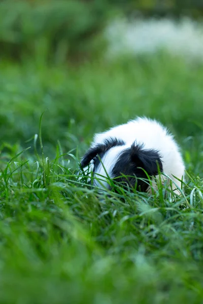 Belgili tanımlık köpek yavrusu kendini çimenlerde sakladım — Stok fotoğraf