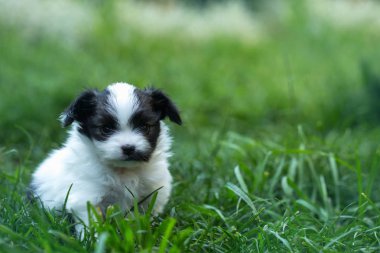 köpek yavrusu babes Papillon çim