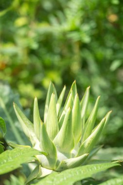 Büyük güzel enginar çiçek